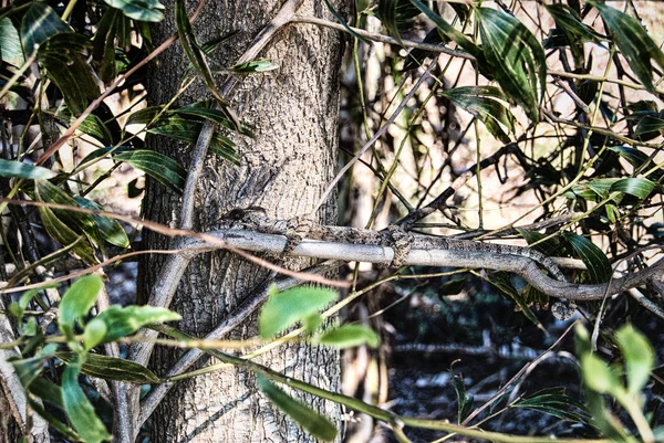 Caméléon dans l'arbre Madagascar — Photo