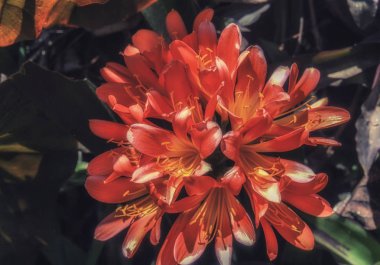 Egzotik Brownea grandiceps çiçek Narin desenleri 