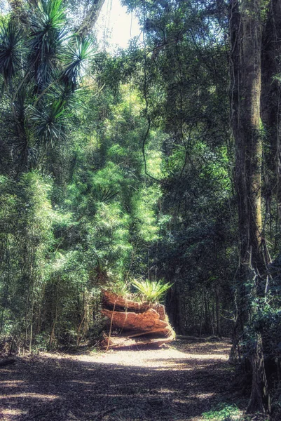 Le Parc National De La Montagne D'Ambre, Madagascar — Photo