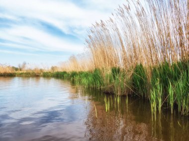 Hollanda Polder Sahnesi
