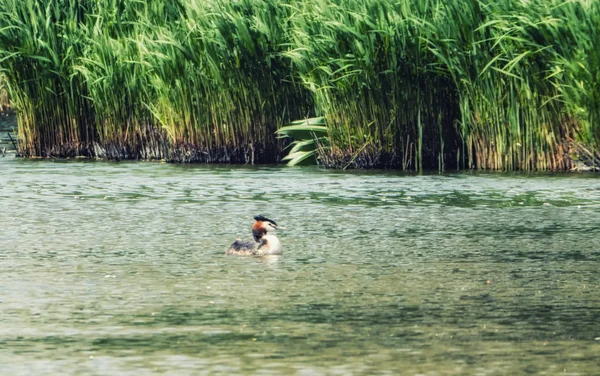 Grande Grebe Crested — Fotografia de Stock