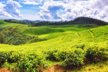 Beautiful tea fields in Rwanda clipart