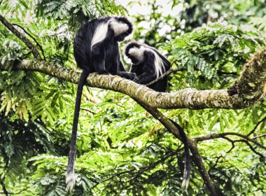 Ağaçta Siyah & Beyaz Colobus 