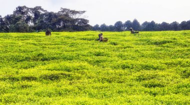 Çay toplayan çay toplayıcıları, Ruanda, Afrika