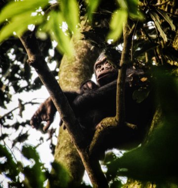 Şempanze, Pan troglodytes, Nyungwe Ormanı Ulusal Parkı, Rwand