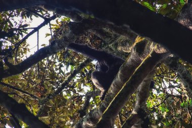 Şempanze, Pan troglodytes, Nyungwe Ormanı Ulusal Parkı, Rwand