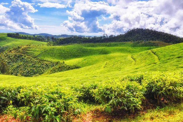 Nádherná čajová pole ve Rwandě — Stock fotografie