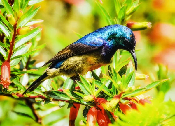 Sluneční pták na tropických květech — Stock fotografie