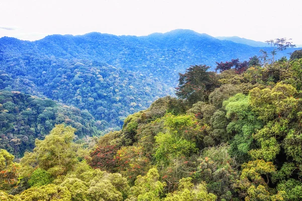 Forêt tropicale humide du parc national Nyungwe, Rwanda — Photo