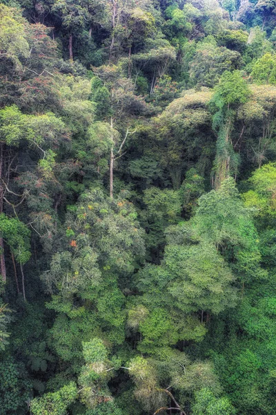 stock image Rain forest, rwanda, Africa 