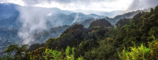 Nyungwe Ulusal Parkı tropikal yağmur ormanları, Ruanda 