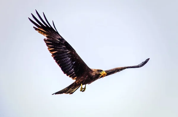 Steppe Eagle in Rwanda — Stock Photo, Image