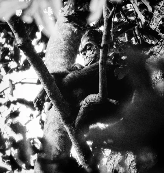 Chimpanzé, Pan troglodytes, Parc national de la Forêt Nyungwe, Rwanda — Photo