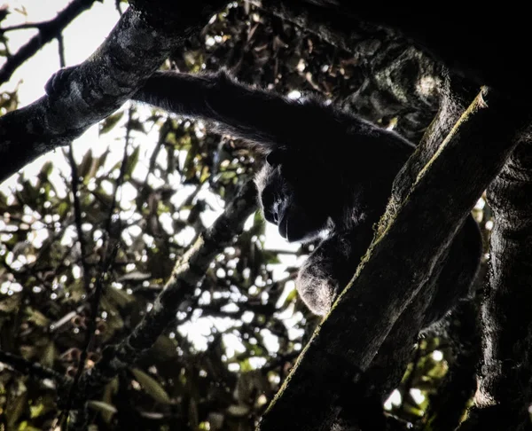 Chimpanzé, Pan troglodytes, Nyungwe Forest National Park, Rwand — Fotografia de Stock