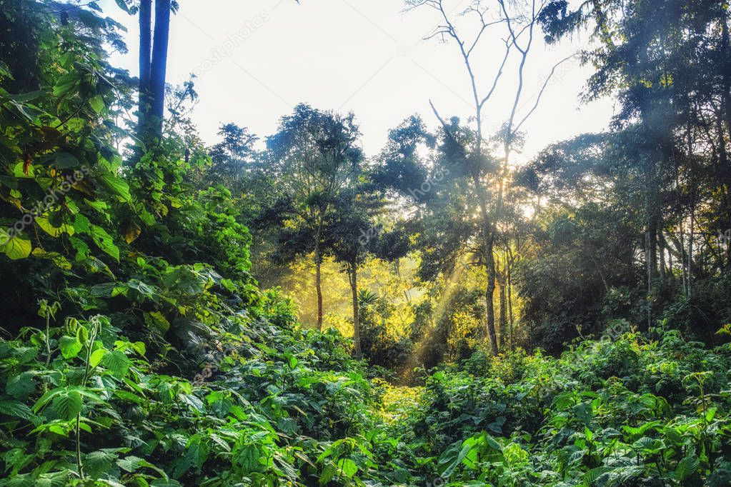 Rain forest, rwanda, Africa 