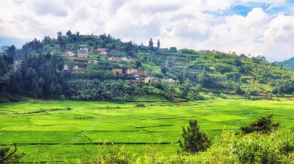 Fields of Rice crops in valley bottom. Rwanda