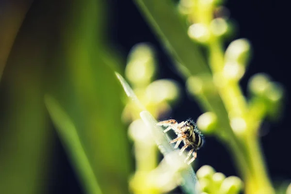 Araña Marpissa muscosa — Foto de Stock