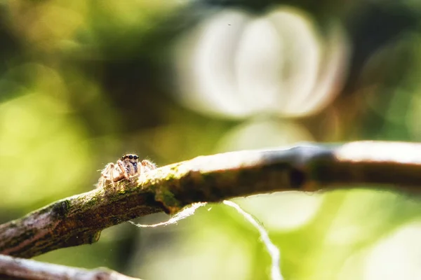 Araña Marpissa muscosa — Foto de Stock