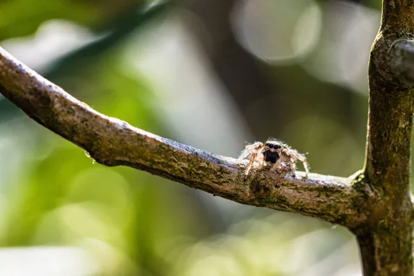 Araña Marpissa muscosa — Foto de Stock