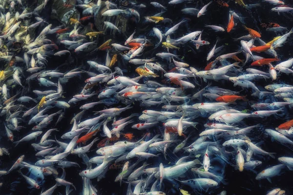 Koi ou carpa china peixe na água — Fotografia de Stock