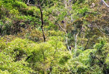 Tayvan Yağmur Ormanlarında Maymun