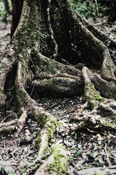 Raíces de árboles — Foto de Stock