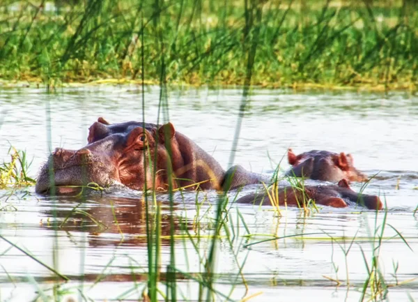 Hipopótamo en el lago Awassa, Etiopía . — Foto de Stock