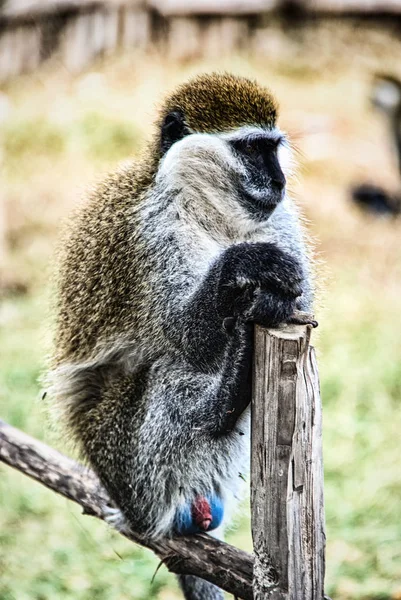Vervet Monkey в Эфиопии — стоковое фото