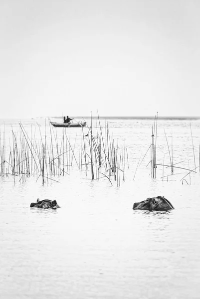 Hipopótamo no Lago Awassa, Etiópia . — Fotografia de Stock