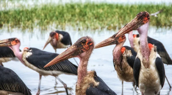 Marabou storks near the lake in Ethiopia — Stock Photo, Image