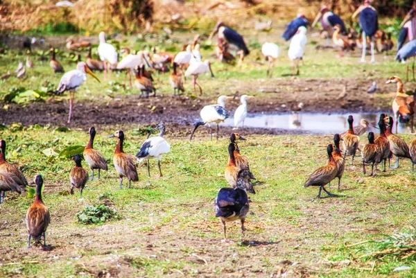 Varias aves grandes en las orillas del lago Awassa, Etiopía — Foto de Stock