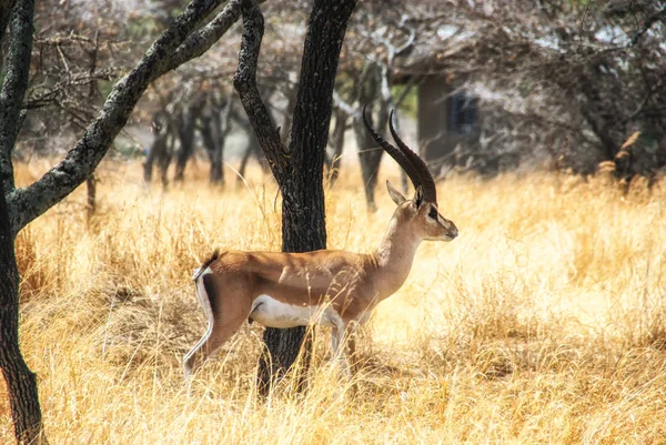 Etiopía fauna, Impala —  Fotos de Stock