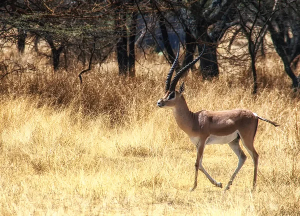 Etiopia fauna selvatica, Impala — Foto Stock