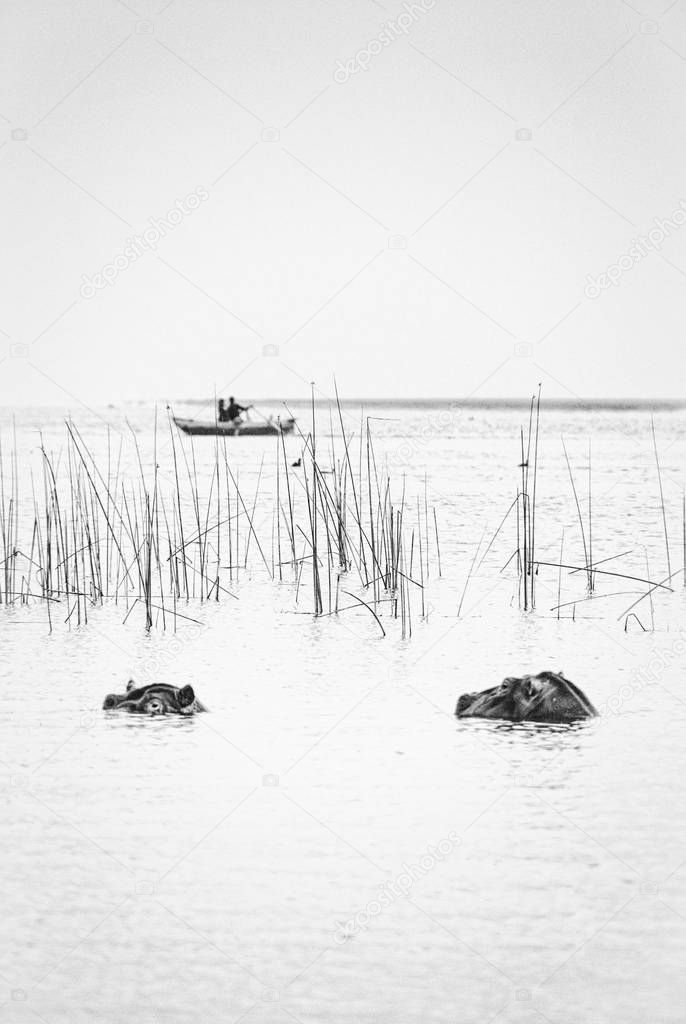 Hippopotamus at Lake Awassa, Ethiopia.