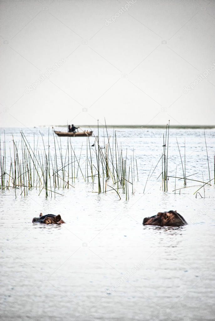 Hippopotamus at Lake Awassa, Ethiopia.