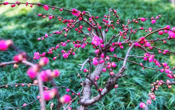 自然の背景花 — ストック写真