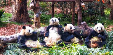 Group of cute giant panda bear eating bamboo clipart