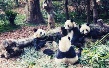 Sevimli dev panda ayı bambu yeme Grubu