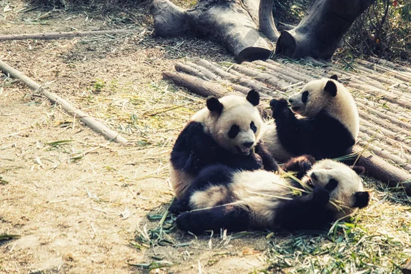 Base reproductora de pandas gigantes en Chengdu —  Fotos de Stock