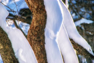 Ağaç kabuğunda beyaz kar 