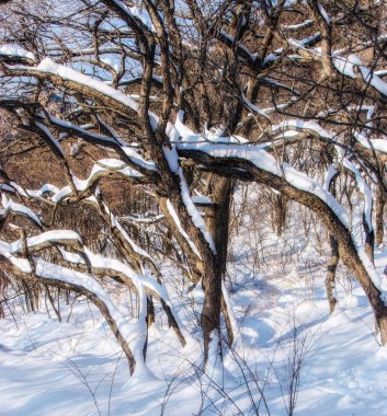 Ağaç kabuğunda beyaz kar 