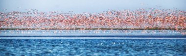Greater and Lesser flamingos taking flight clipart