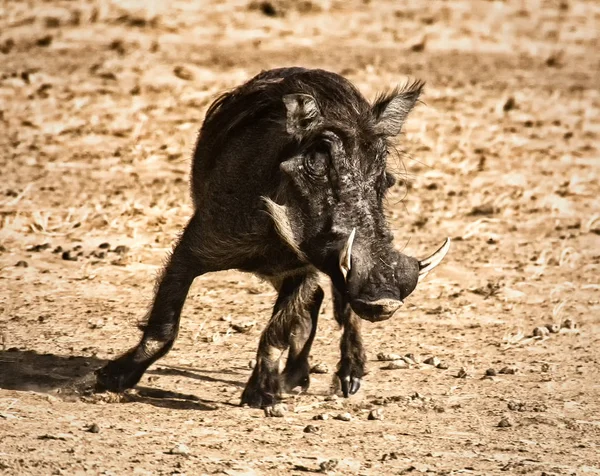 Warthog at Djoudj Park, Senegal — Stock Photo, Image