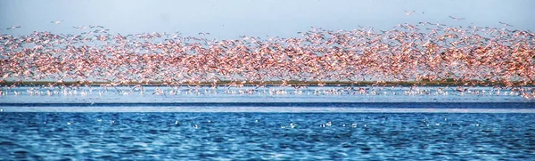 Greater and Lesser flamingos taking flight — Stock Photo, Image