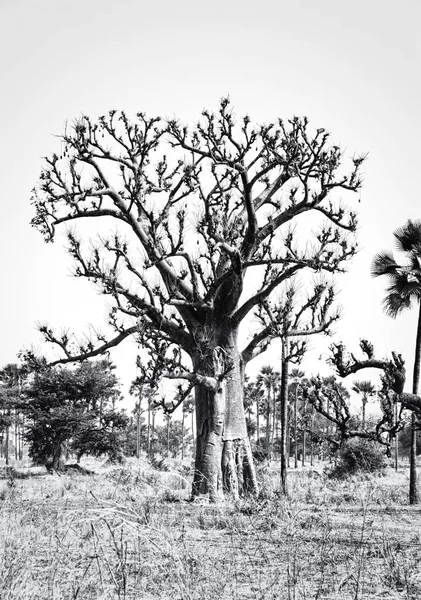 Krajobraz Afryki Zachodniej, Gambia — Zdjęcie stockowe