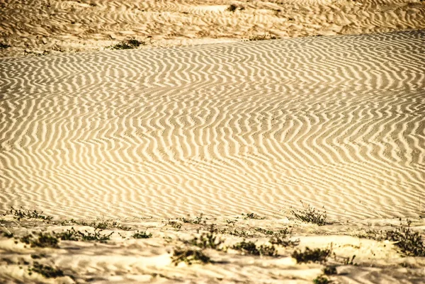 Sahara desert in Senegal, Africa — Stock Photo, Image