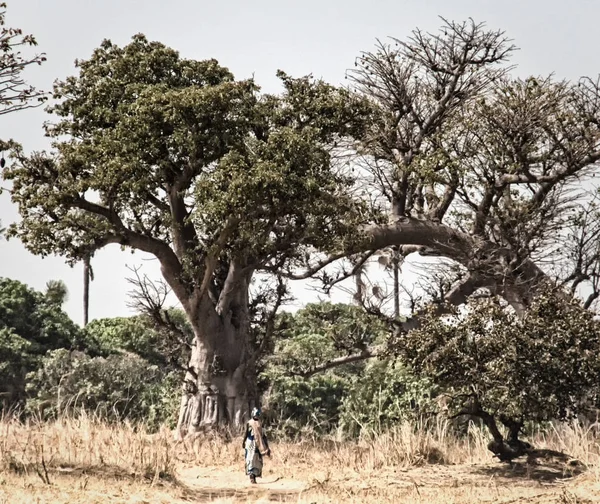 Cenário rural da África Ocidental, Gâmbia — Fotografia de Stock