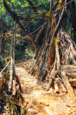 Yaşayan kökler köprüsü