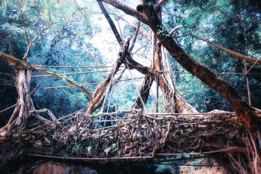 Yaşayan kökler köprüsü