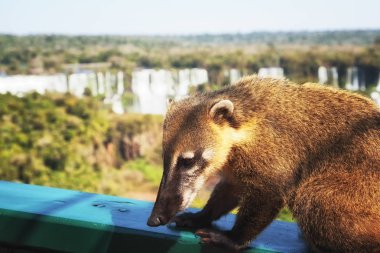 vahşi coati (nasua) Iguazu Şelalesi'nde